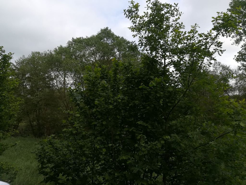 Draisinenevent in Altenglan 2018