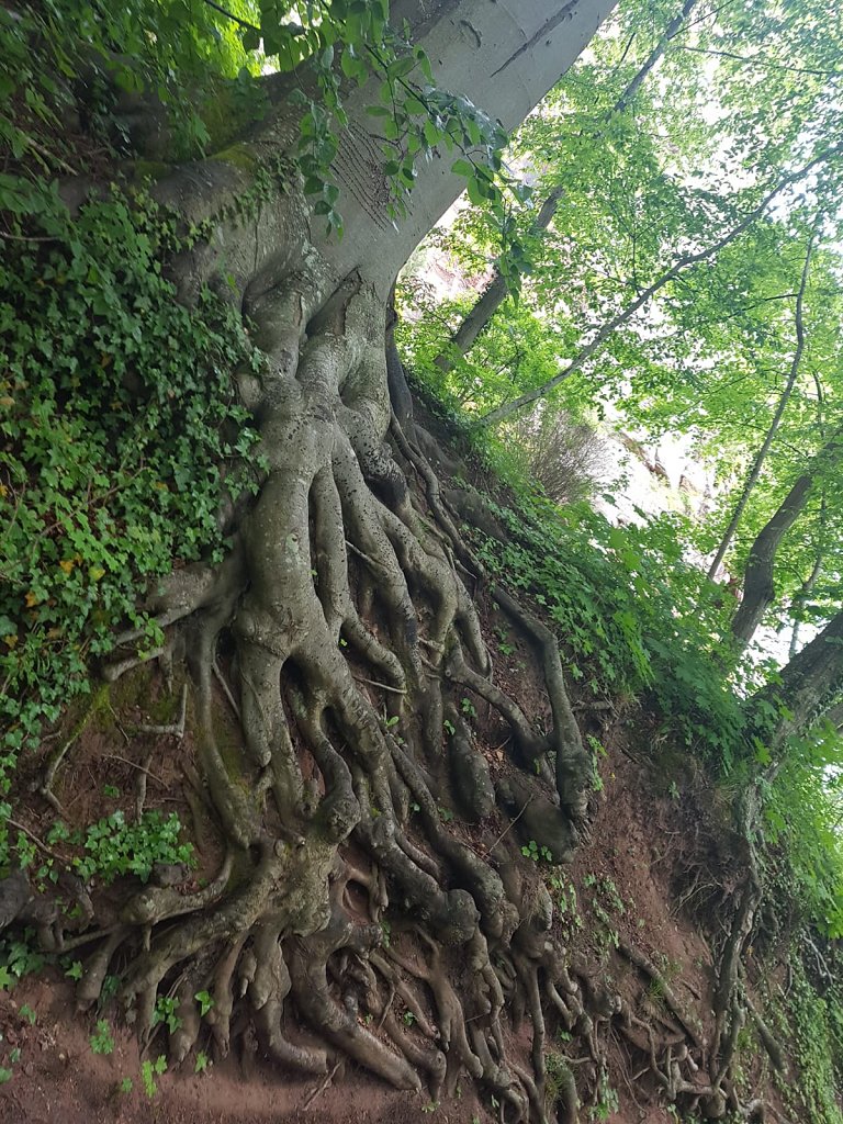 Wanderung zur Burg Berwartstein 2019