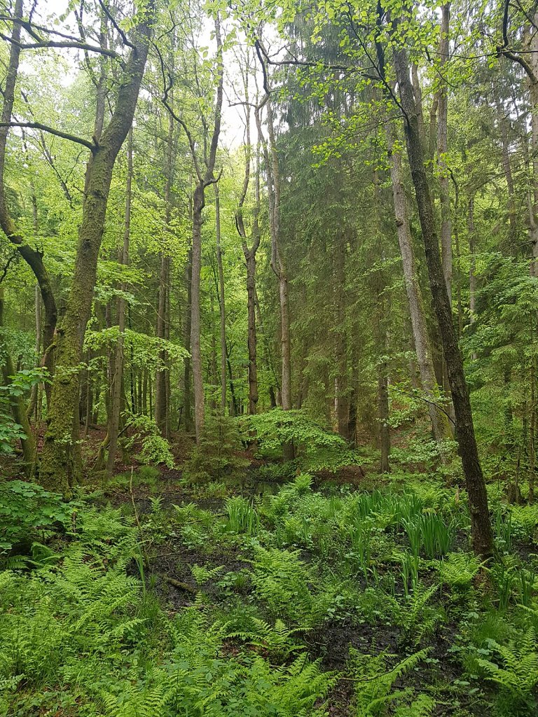 Wanderung zur Burg Berwartstein 2019
