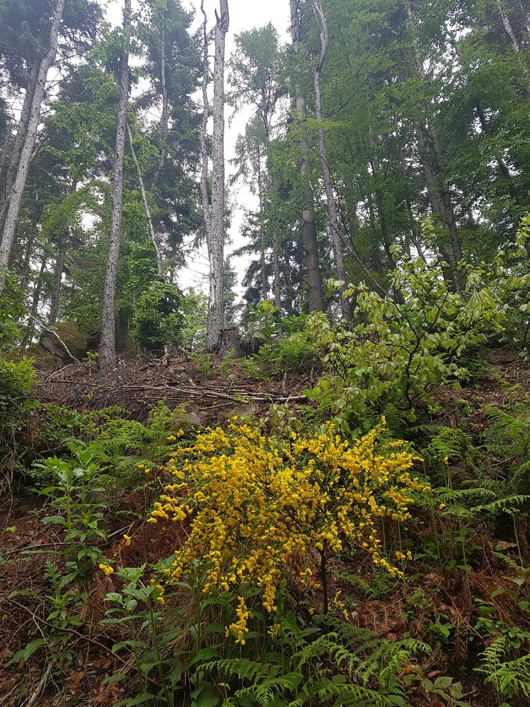 Wanderung zur Burg Berwartstein 2019